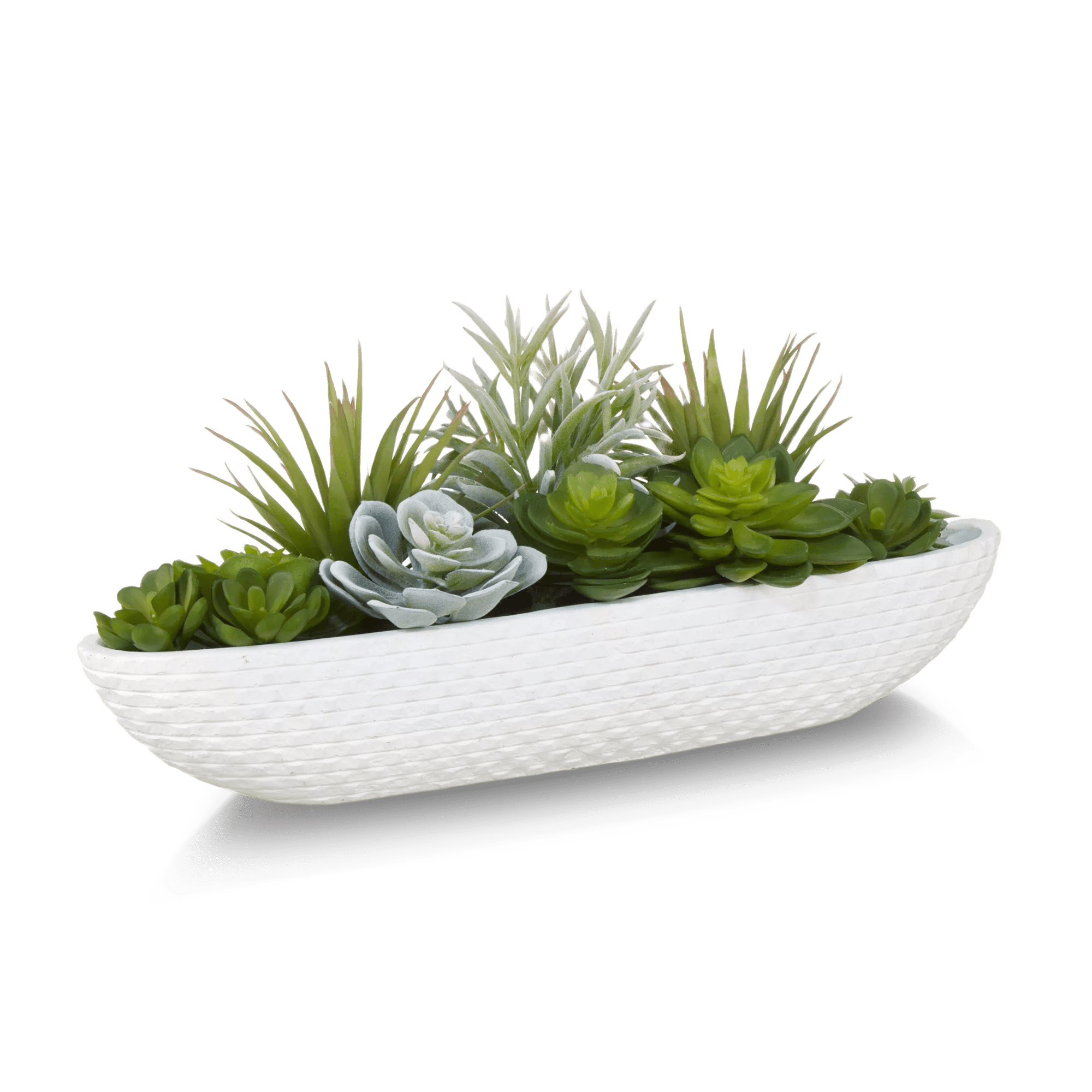 Plantes succulentes dans un plateau en ciment