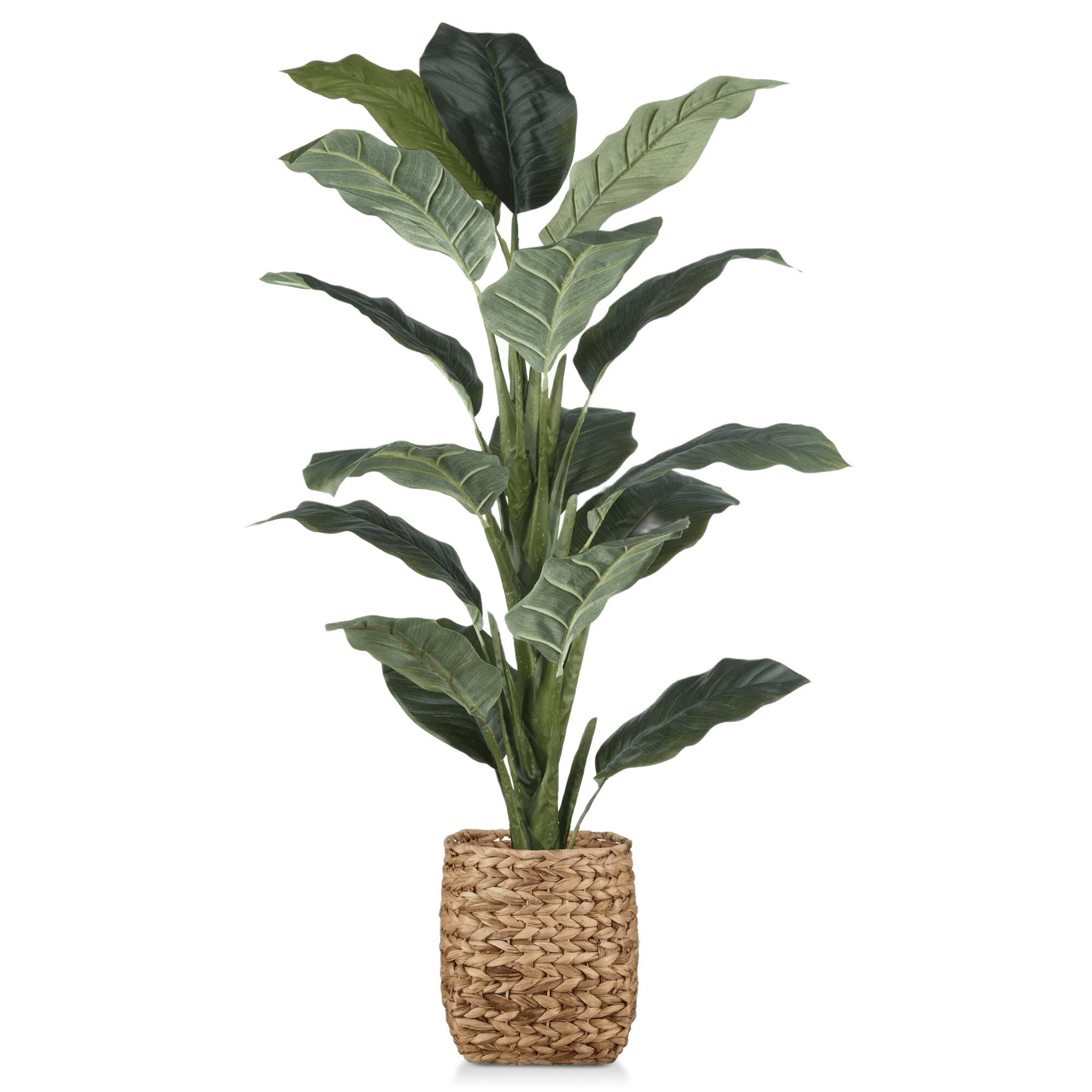 Ficus large en Pot de rotin