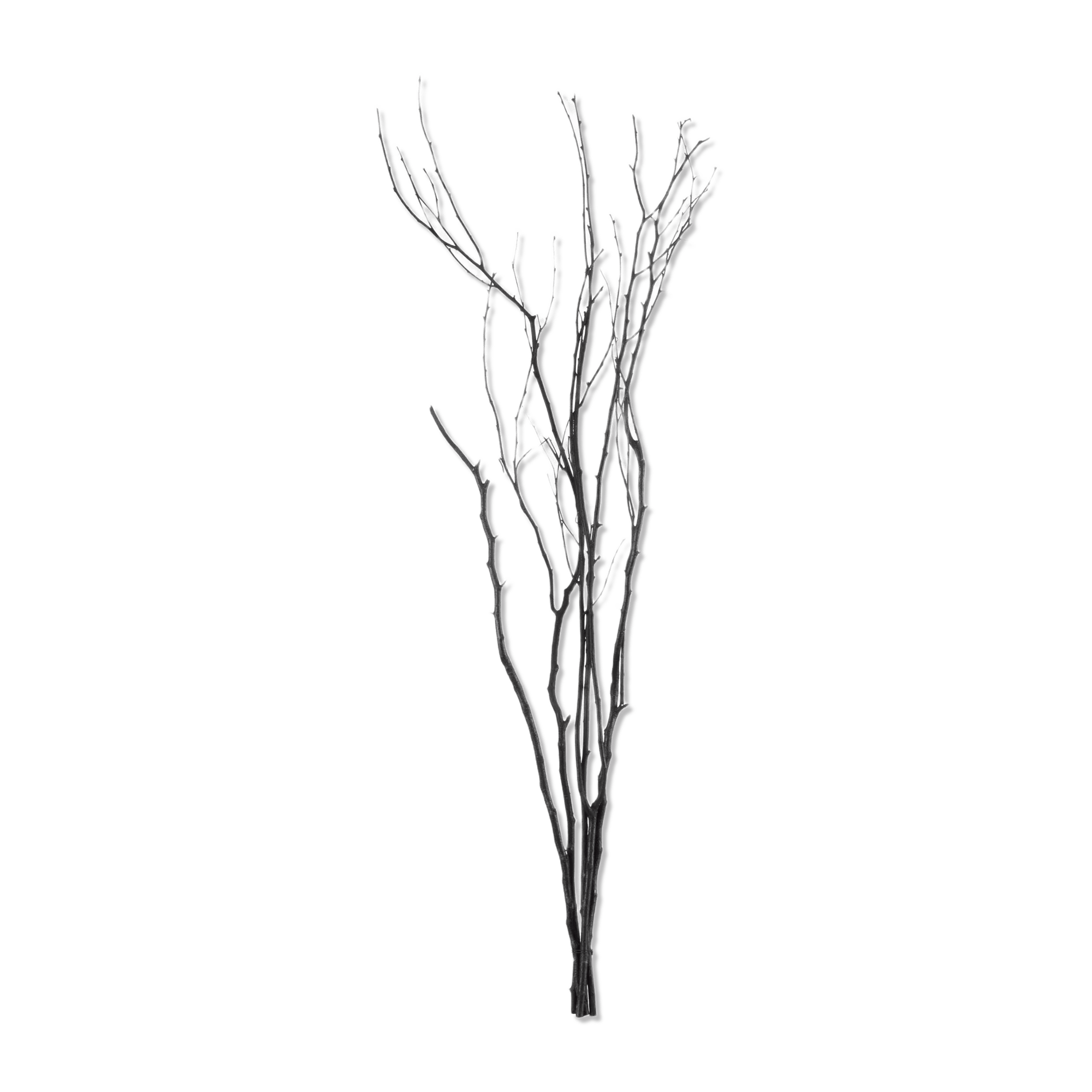 Branches