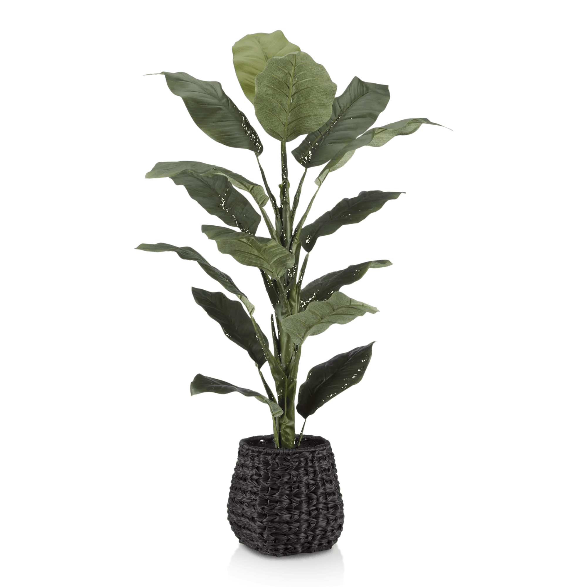 Ficus large en Pot de rotin noir