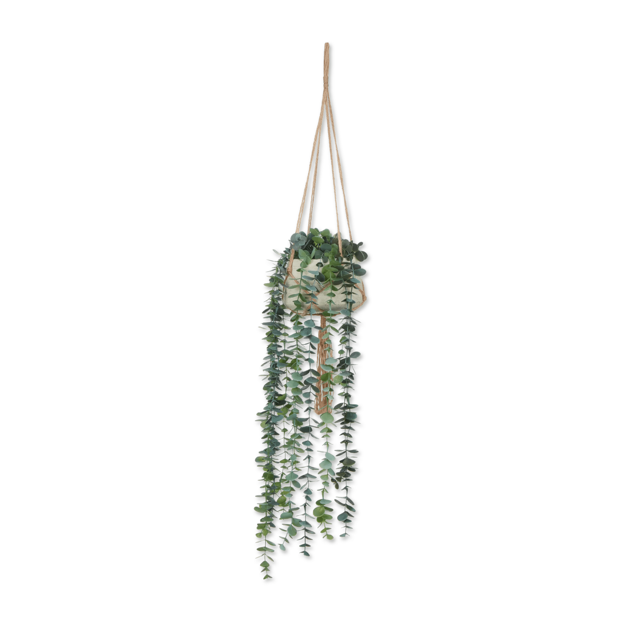 Eucalyptus suspendue avec corde naturelle