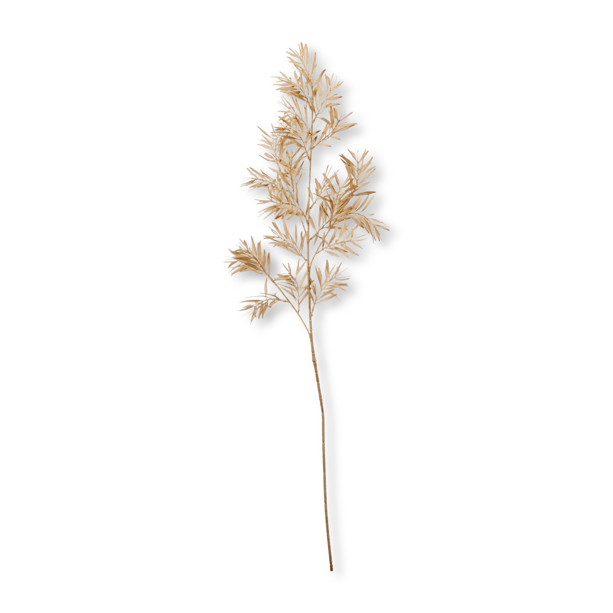Branche de feuilles sauvages beige