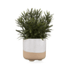 Vert