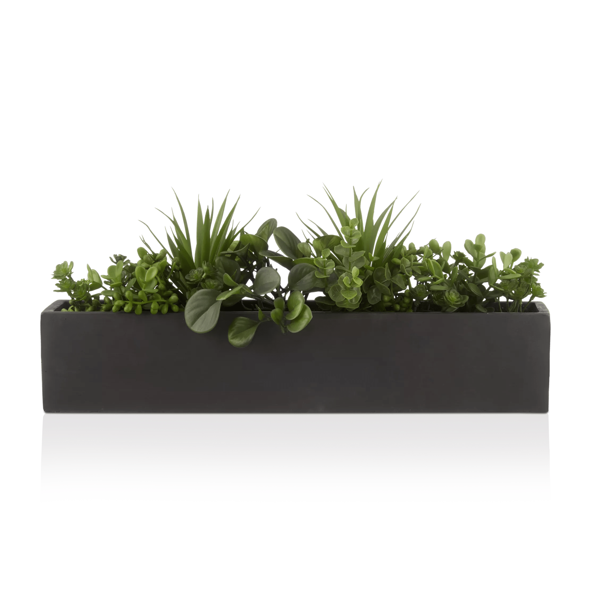 Plantes succulentes dans un Pot en céramique