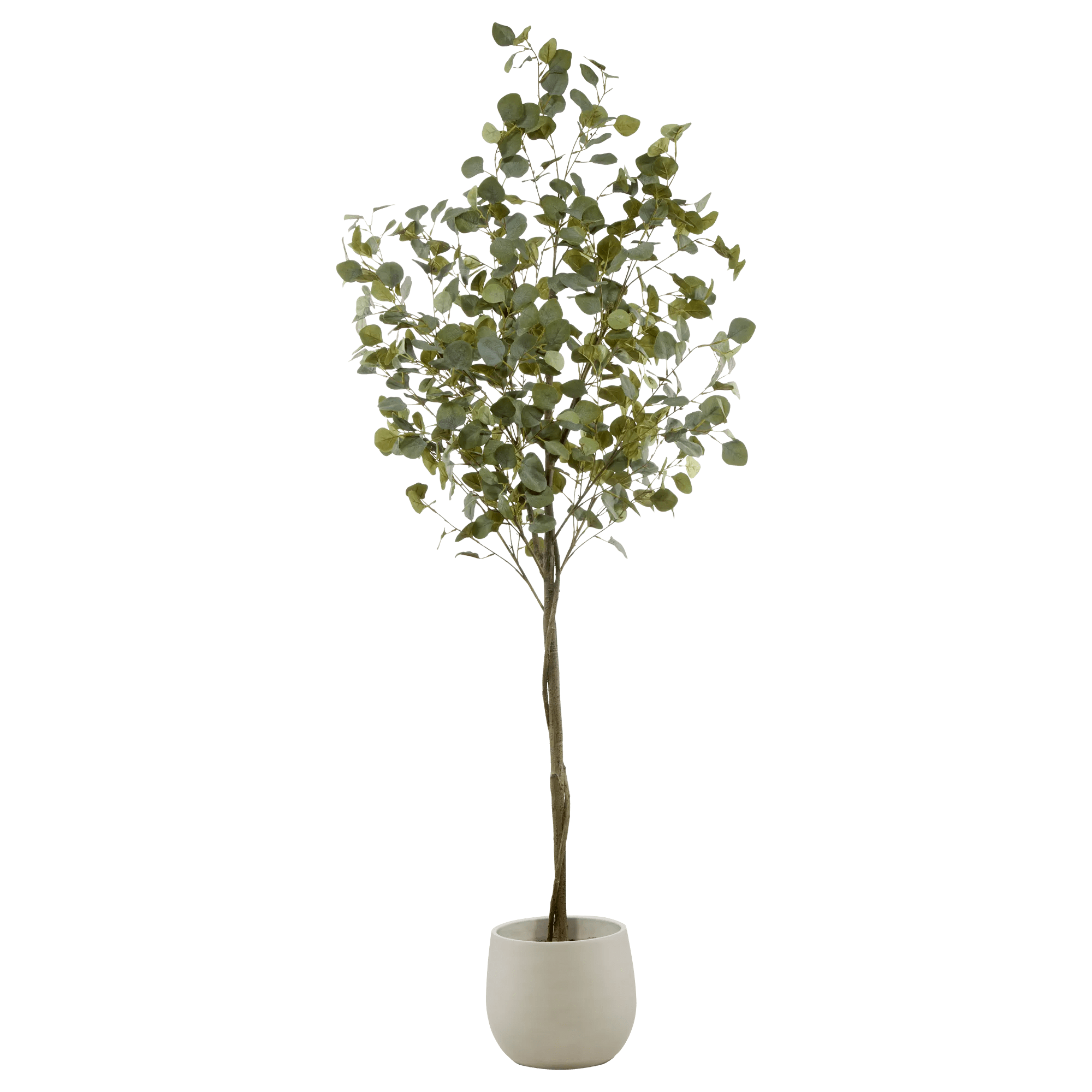 Arbre d'Eucalyptus