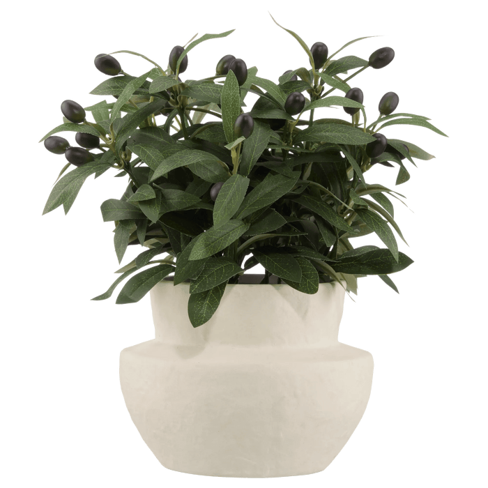 Olive Plant in Ceramic Pot