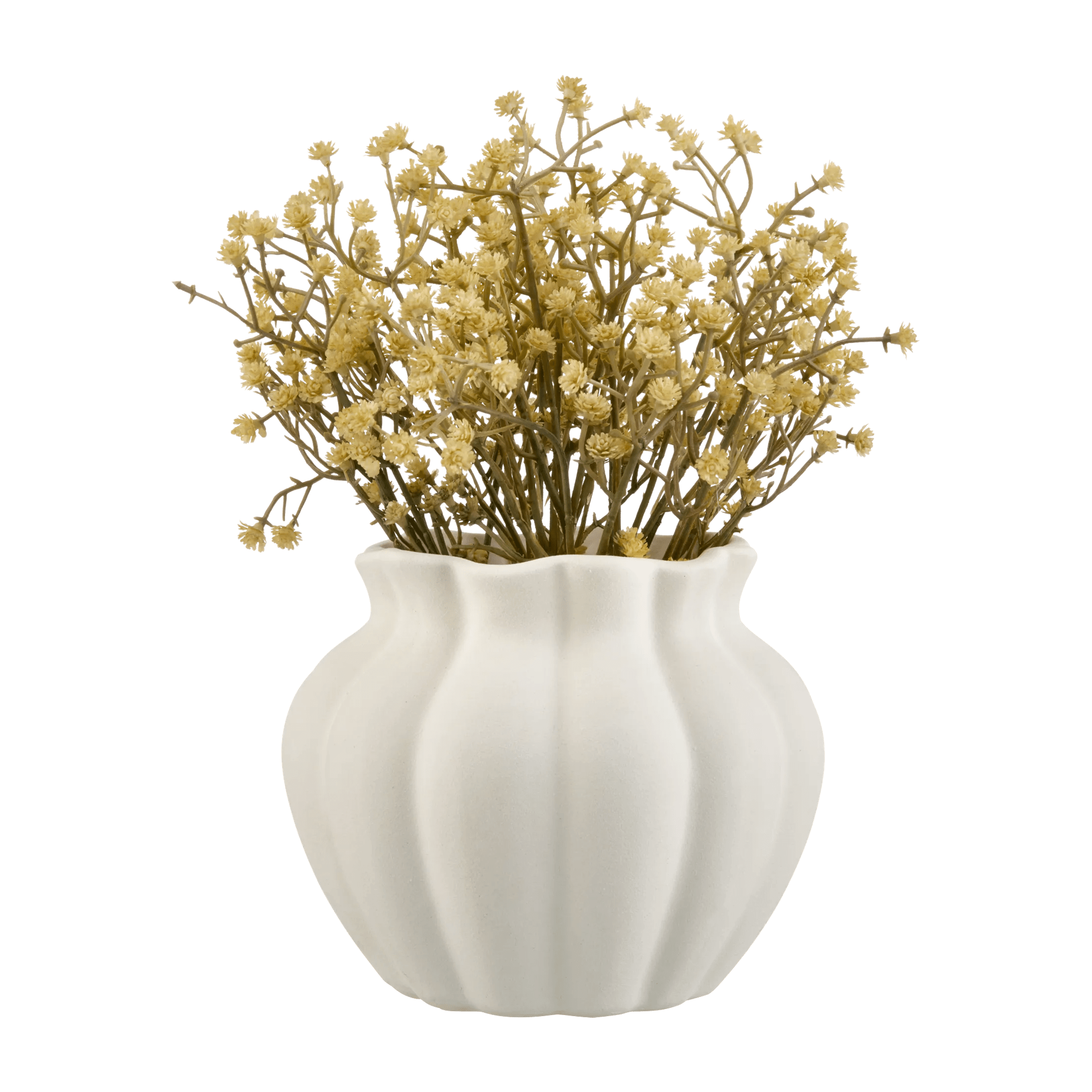 Gypsohila jaune en Pot