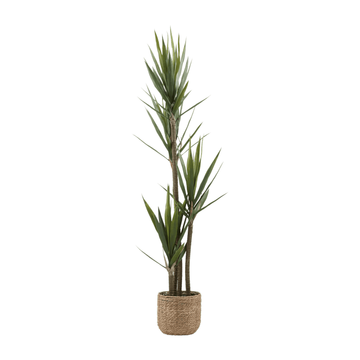 Yucca in Pot