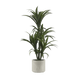 Blanc cassé