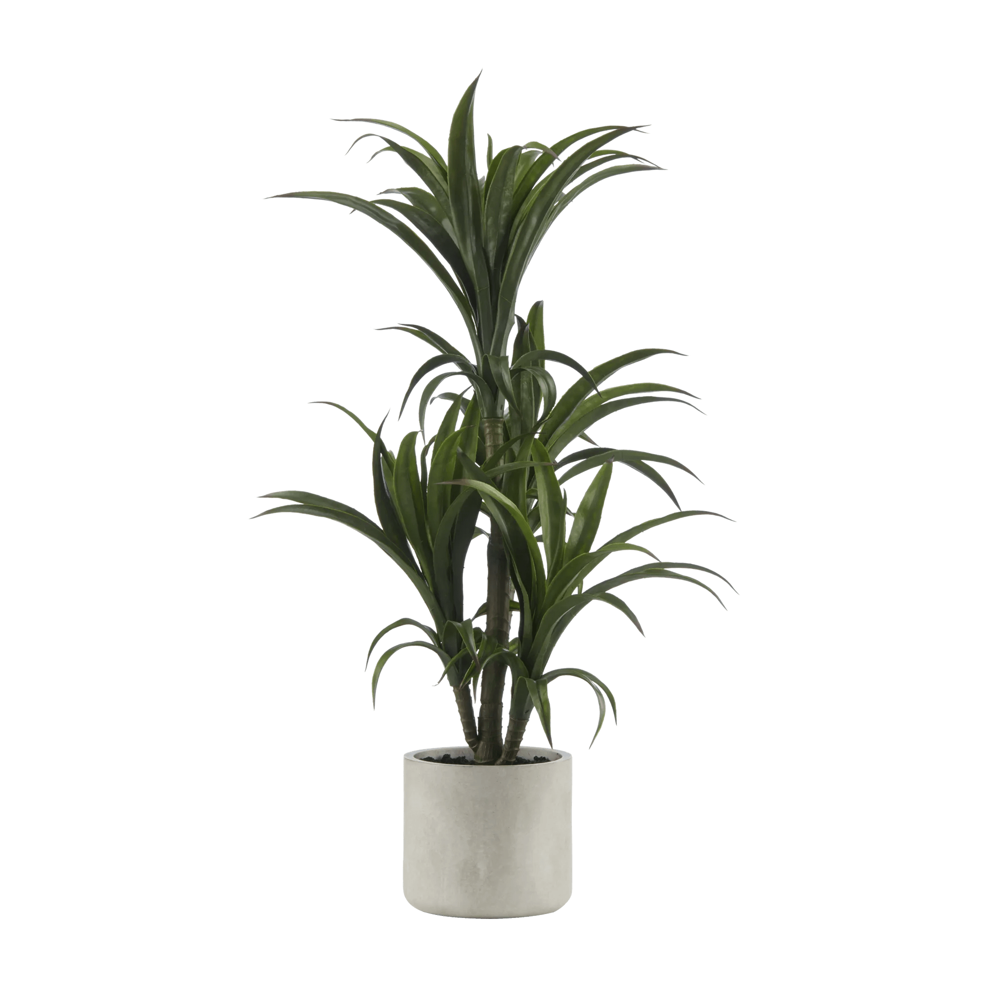 Plante Marginata dans un Pot en résine
