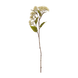 Vanille