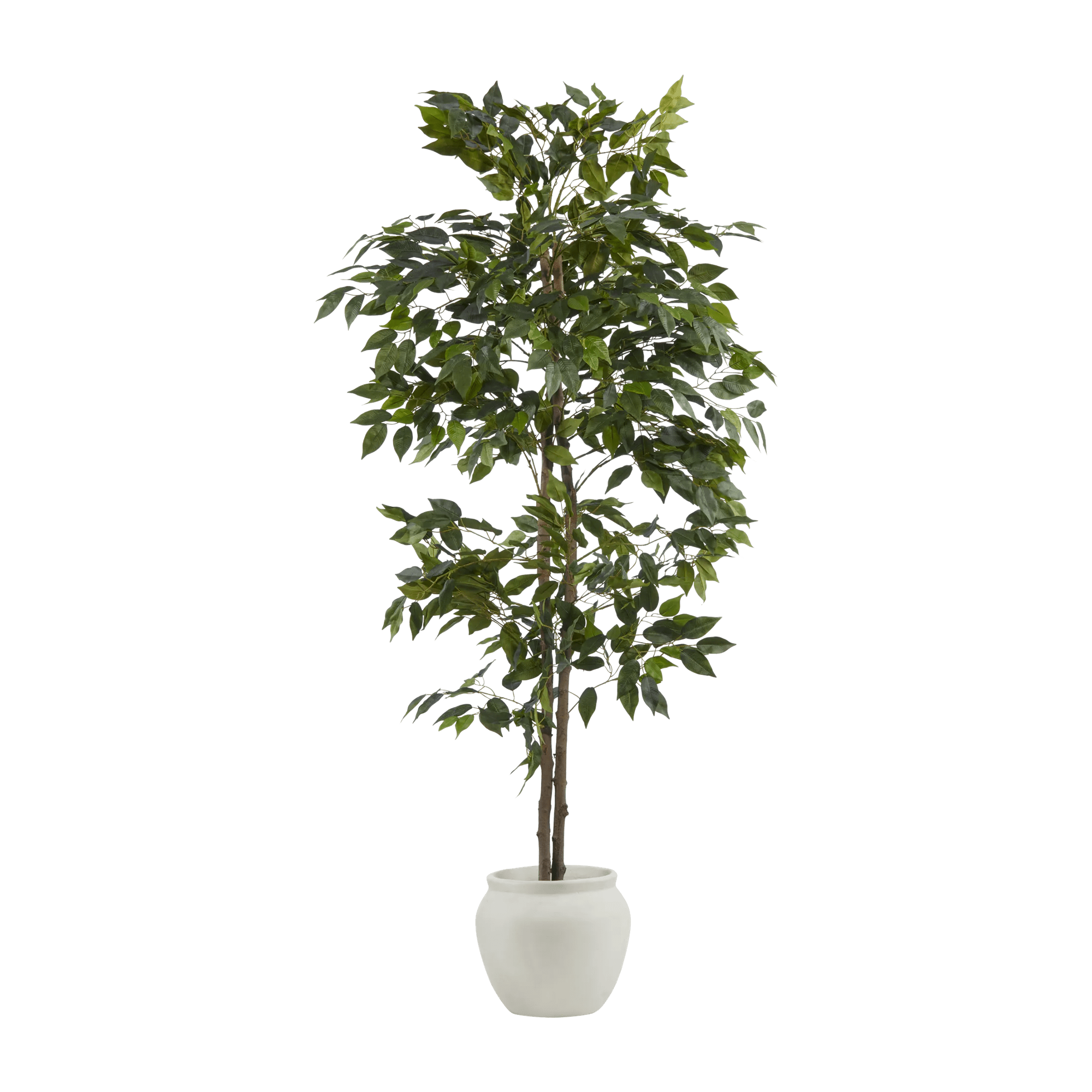 Grand Ficus en Pot de ciment