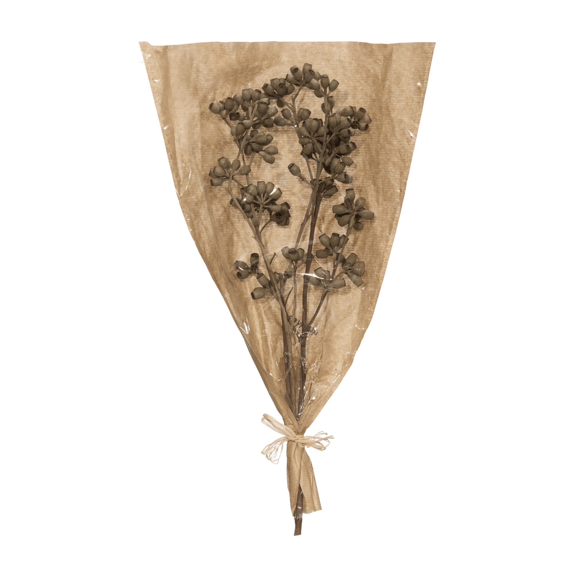 Dried Corymbia Stem