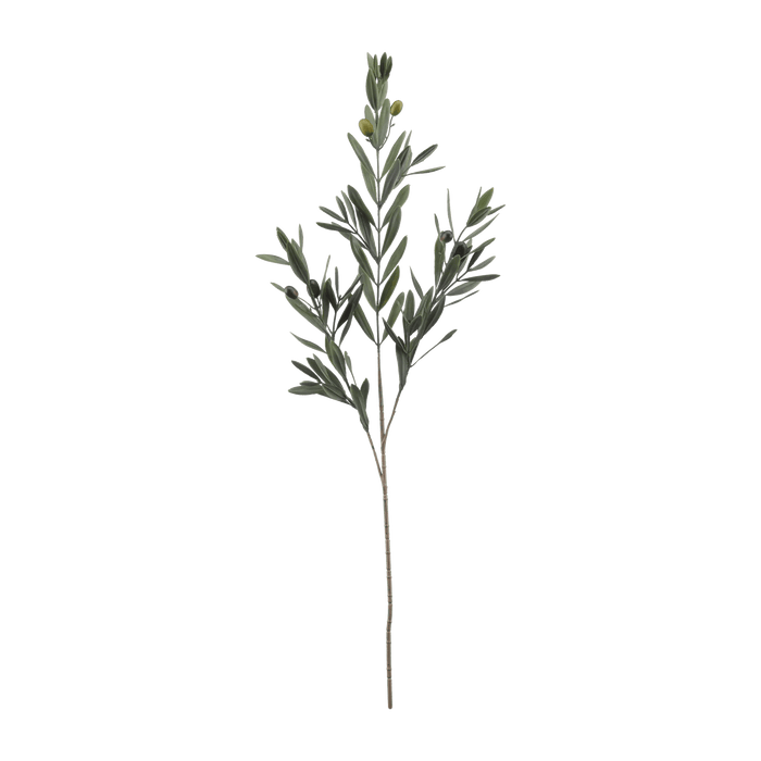 Olive Branch