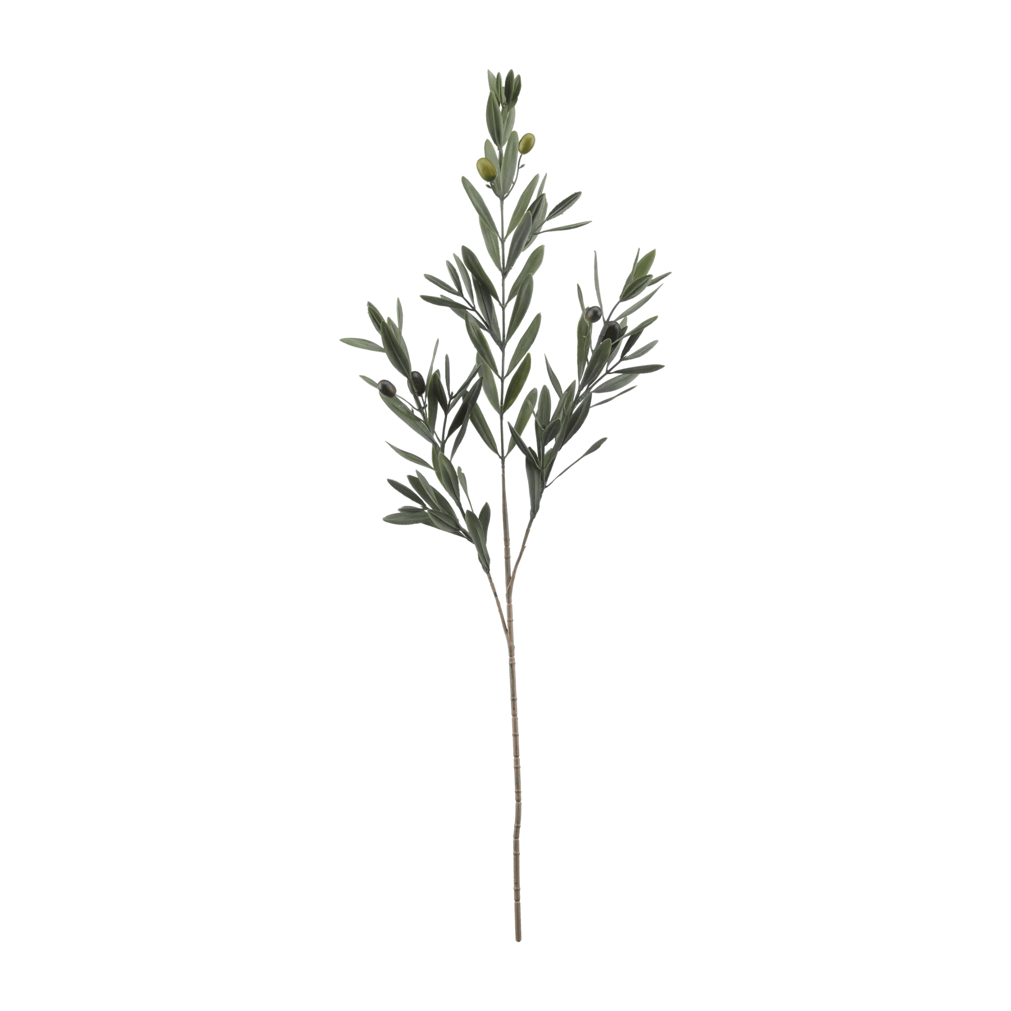 Olive Branch