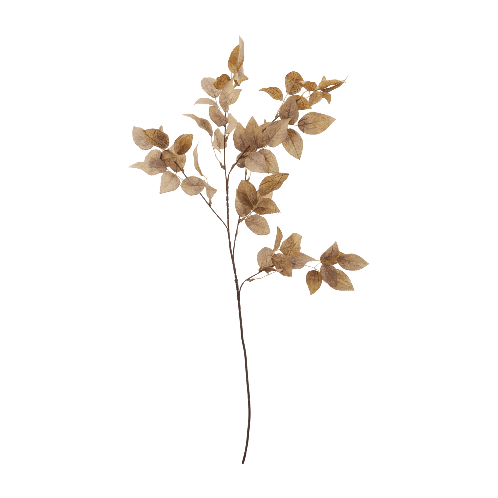 Tige de feuilles de rose