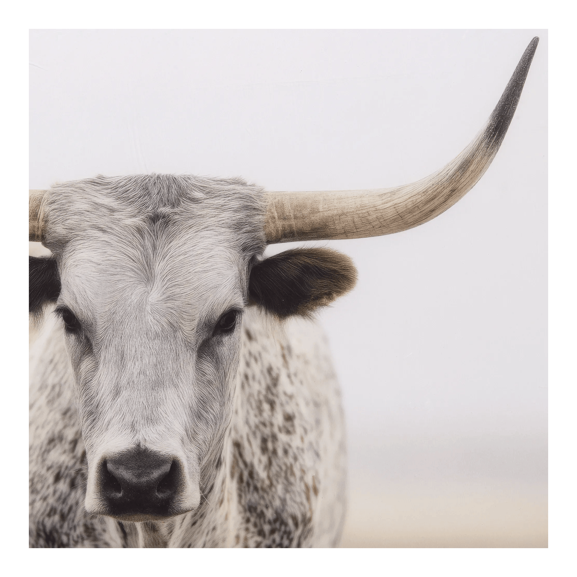 Cadre imprimé d'un vache Longhorn