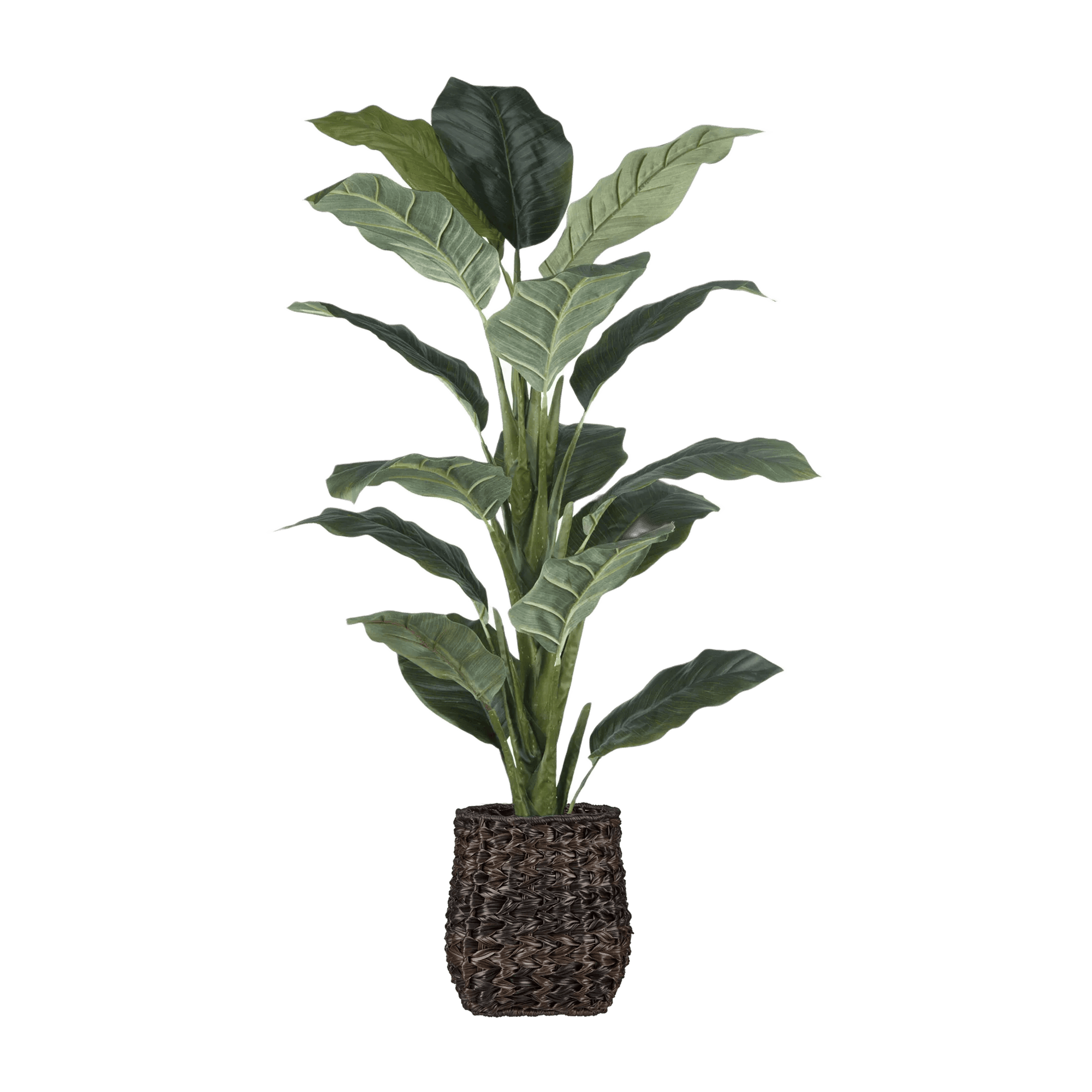 Large Ficus in Brown Rattan Pot