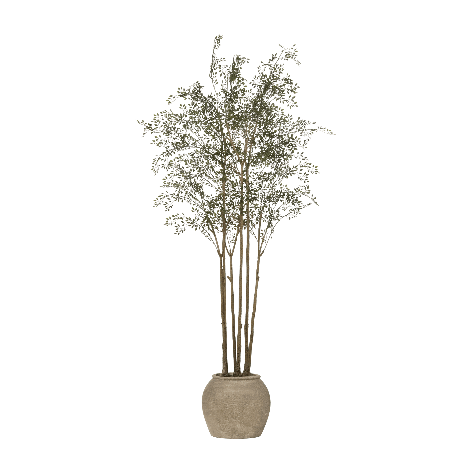 Moringa Tree